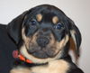 An Litter Daiquiri - ADOPTED 02.15.15
