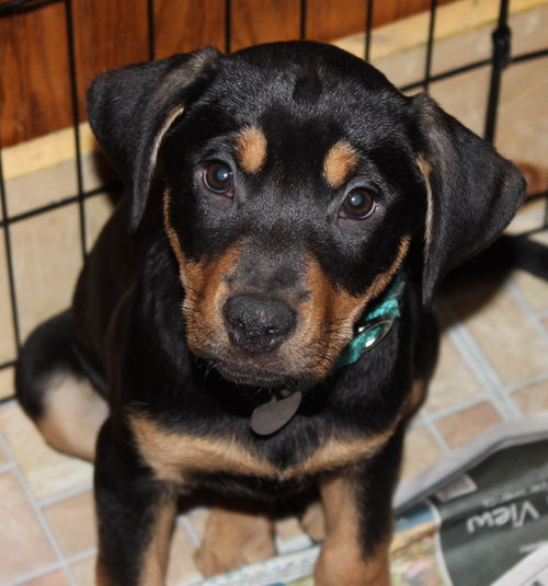 An Litter Daiquiri - ADOPTED 02.15.15