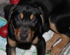 An Litter Daiquiri - ADOPTED 02.15.15