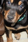 An Litter Daiquiri - ADOPTED 02.15.15