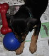 An Litter Daiquiri - ADOPTED 02.15.15