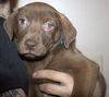 An Litter Pina Colada - ADOPTED 03.01.15