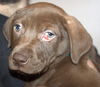 An Litter Pina Colada - ADOPTED 03.01.15