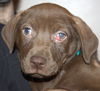 An Litter Pina Colada - ADOPTED 03.01.15