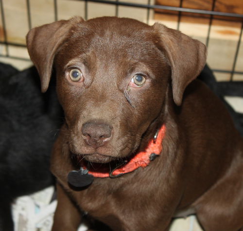 An Litter Pina Colada - ADOPTED 03.01.15