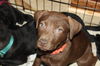 An Litter Pina Colada - ADOPTED 03.01.15