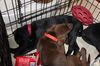An Litter Pina Colada - ADOPTED 03.01.15