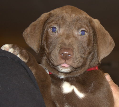 An Litter Hennessey - ADOPTED 02.05.15