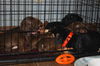 An Litter Hennessey - ADOPTED 02.05.15
