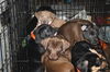 An Litter Hennessey - ADOPTED 02.05.15