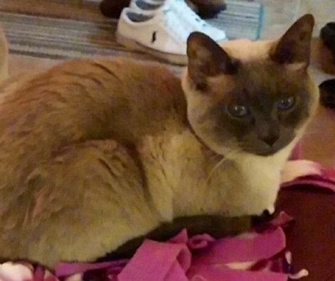 Rocco (Bonded with Louie) - ADOPTED 04.15.15