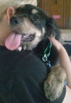 Bn Litter Urijah - ADOPTED 02.11.15