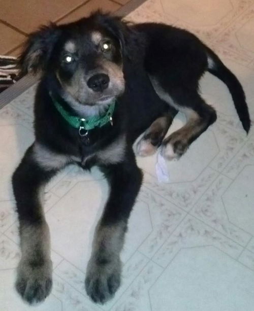 Bn Litter Urijah - ADOPTED 02.11.15