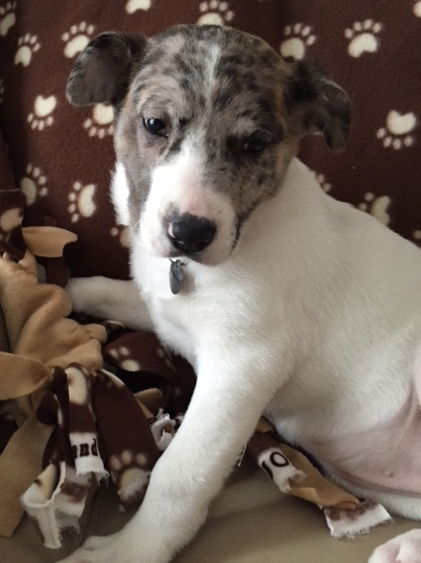 Bn Litter Mariah - ADOPTED 03.05.15