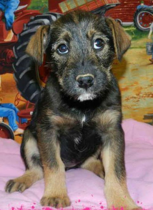 Cn Litter Jasmine - ADOPTED 03.01.15