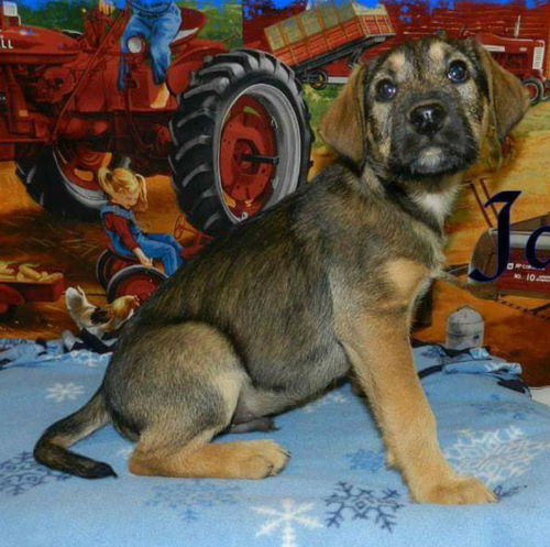 Cn Litter Jasper - ADOPTED 03.09.15