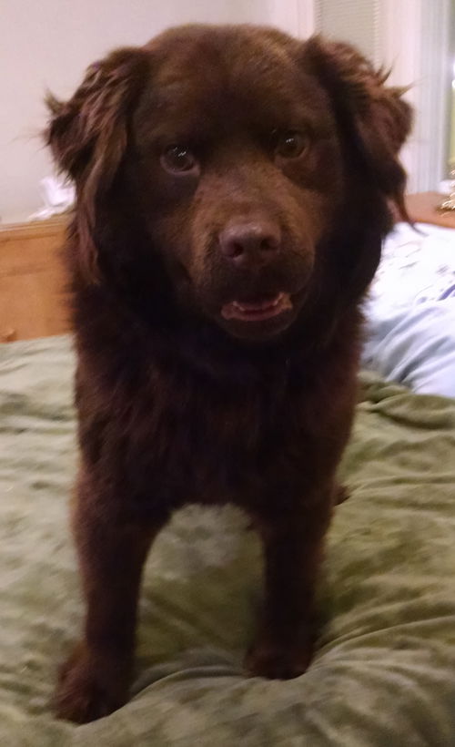 Teddy-ADOPTED-2.8.15