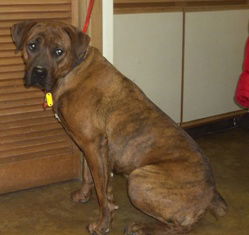 Arreva-ADOPTED-3.2.15
