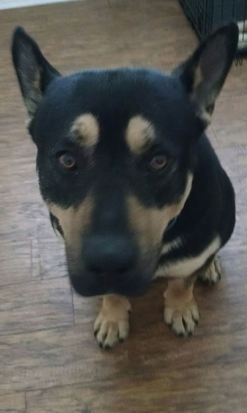 Fn-Peter the Great - ADOPTED 02.08.15