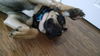 Fn-Peter the Great - ADOPTED 02.08.15