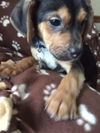 Dn Litter Harley - ADOPTED 02.28.15