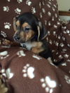 Dn Litter Harley - ADOPTED 02.28.15
