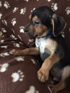 Dn Litter Harley - ADOPTED 02.28.15