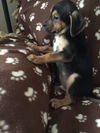 Dn Litter Harley - ADOPTED 02.28.15