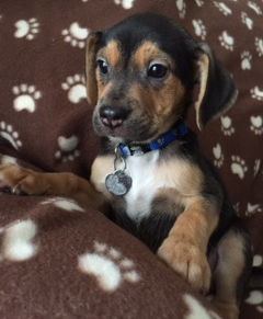 Dn Litter Harley - ADOPTED 02.28.15