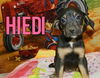 Dn Litter Heidi - ADOPTED 02.14.15