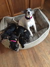 Dn Litter Heidi - ADOPTED 02.14.15