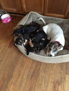 Dn Litter Heidi - ADOPTED 02.14.15