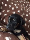 Dn Litter Heidi - ADOPTED 02.14.15