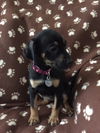 Dn Litter Heidi - ADOPTED 02.14.15