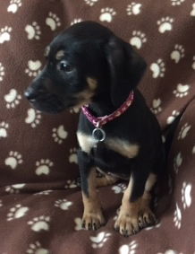 Dn Litter Heidi - ADOPTED 02.14.15