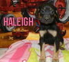 Dn Litter Haleigh - ADOPTED 02.21.15