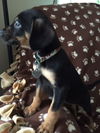 Dn Litter Haleigh - ADOPTED 02.21.15