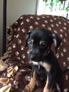 Dn Litter Haleigh - ADOPTED 02.21.15