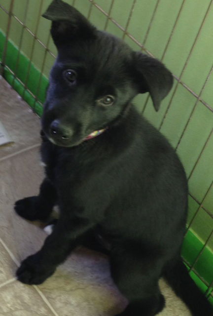 En Litter Legacy - ADOPTED 02.22.15