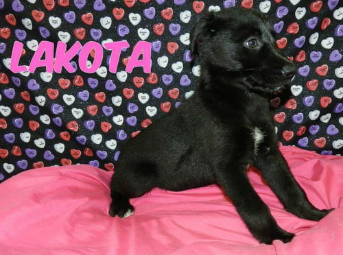 En Litter Lakota - ADOPTED 02.13.15