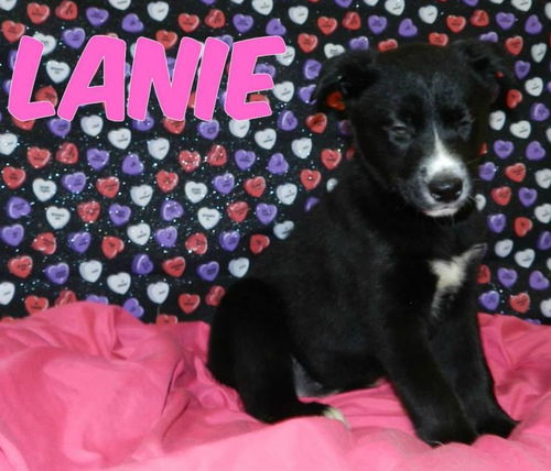 En Litter Lanie - ADOPTED 02.14.15