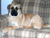 Tyson-ADOPTED-2.21.15