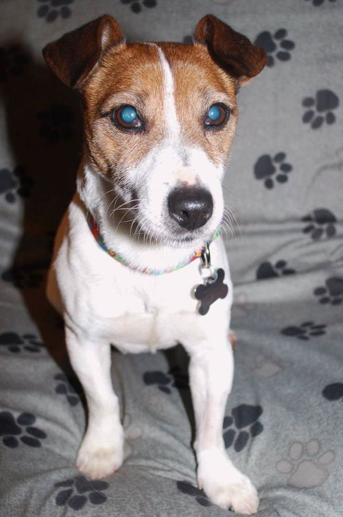 Sparky-ADOPTED-3.14.15