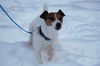 Sparky-ADOPTED-3.14.15