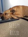 Rizzo - ADOPTED 05.24.15
