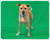 Rizzo - ADOPTED 05.24.15