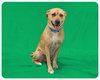 Rizzo - ADOPTED 05.24.15