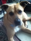 Rizzo - ADOPTED 05.24.15