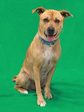 Rizzo - ADOPTED 05.24.15