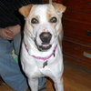 Rosemary-ADOPTED-6.22.15